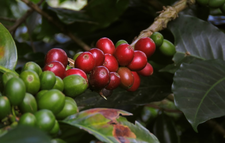 ETHIOPIA YIRGACHEFFE — 250 G